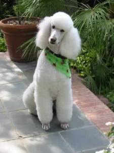 Poodle