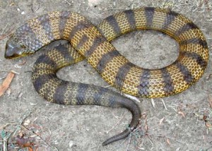 Australian tiger-snake