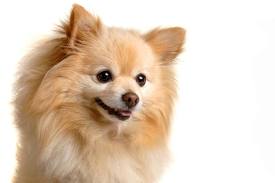 Pomeranian