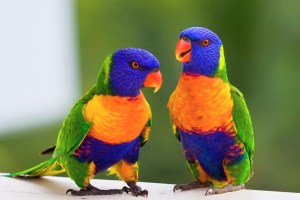Rainbow-Lorikeet-Australian-Parotts