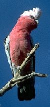 galah