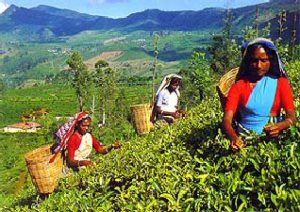 1107772812_sri_lanka_tours_tea_plantations01