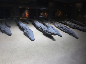 crocadile mummies