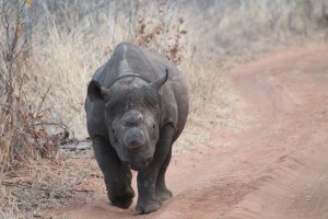 Black Rhino