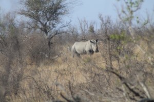 White Rhino (1)