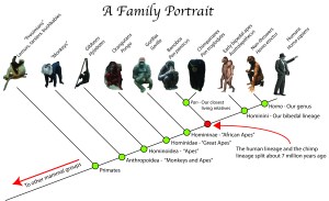 Ape-Family-tree