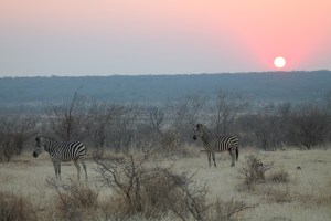 IMG_2774