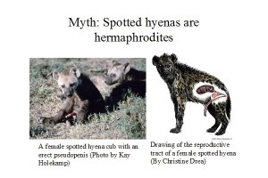 hermaphrodite question