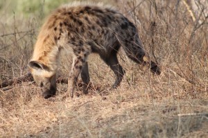 Hyena 4 (1)
