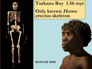 Turkana boy