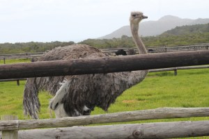 Ostrich