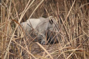 காண்டாமிருகம்
